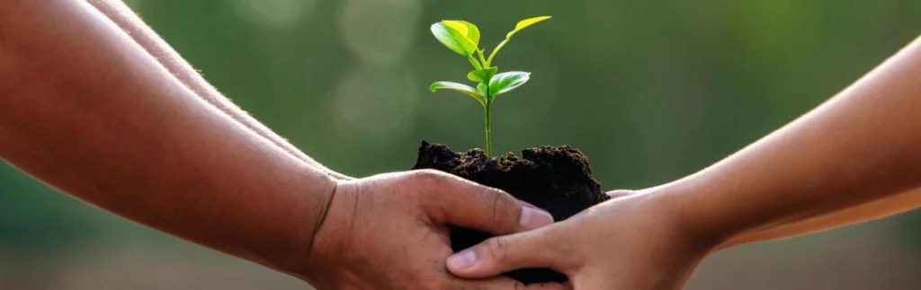 Two people holding a small seedling together representing growth and support in counseling